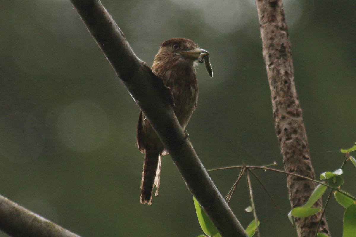 Strichelfaulvogel (torridus) - ML639168457