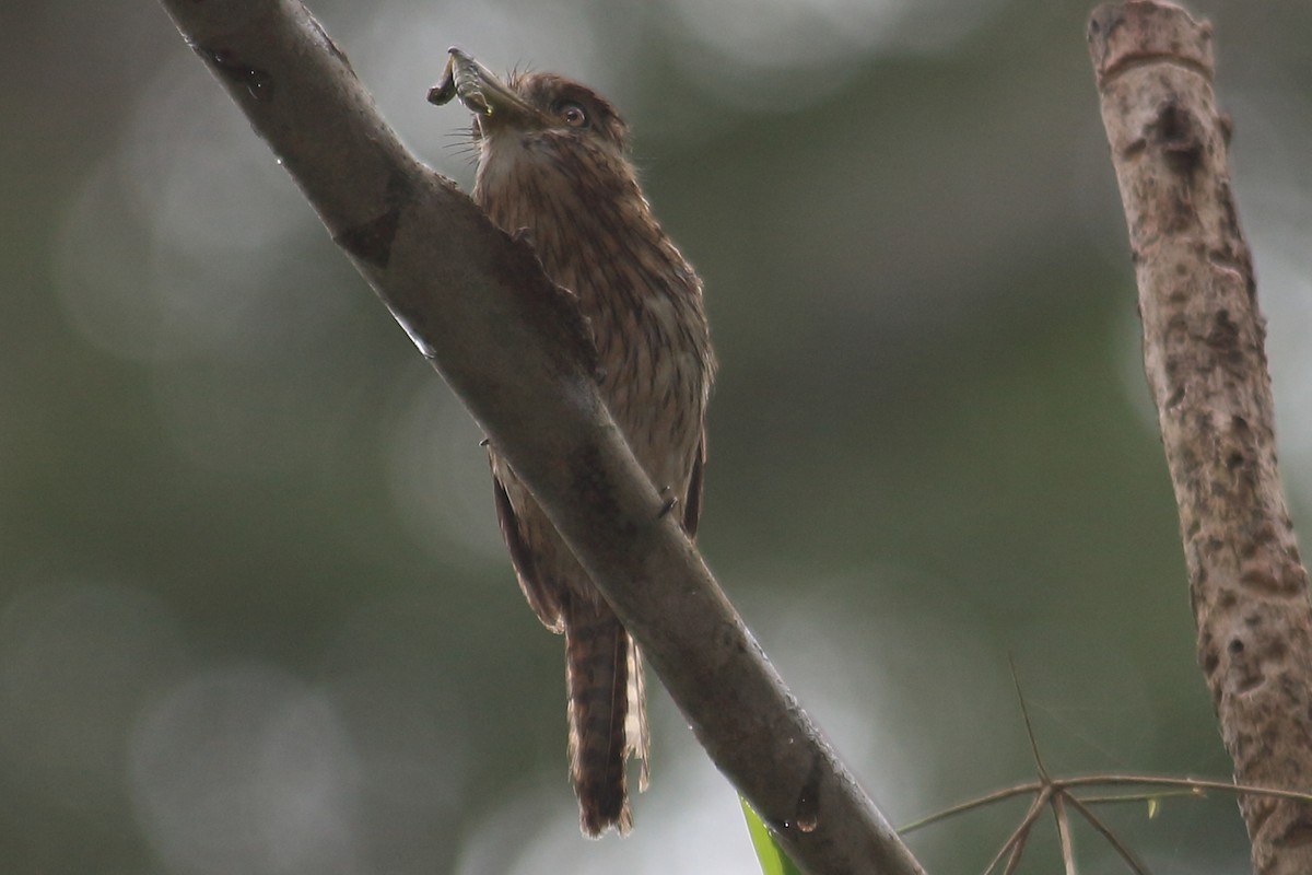 Strichelfaulvogel (torridus) - ML639168461