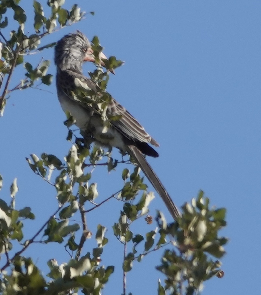 Bradfield's Hornbill - ML639168525