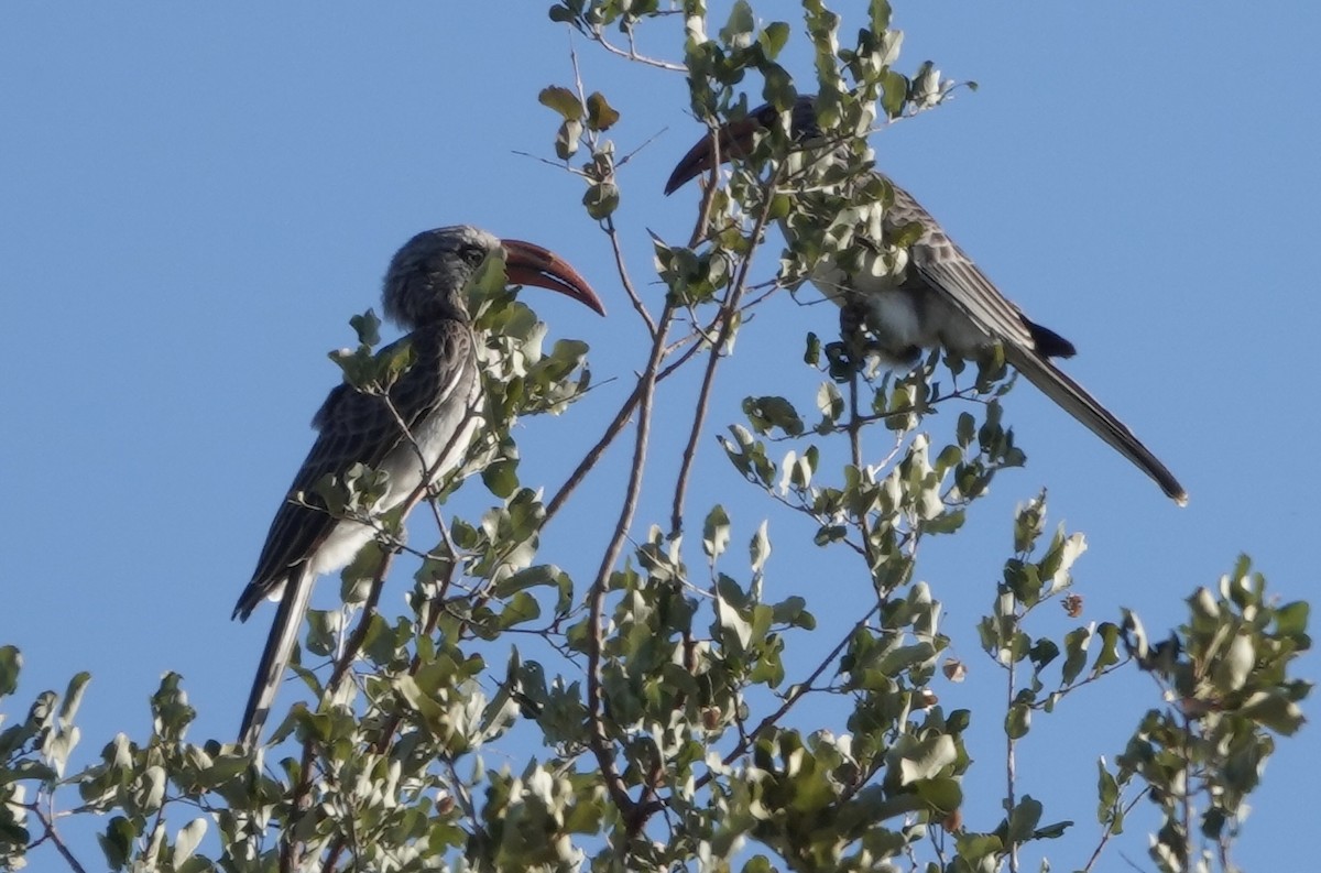 Bradfield's Hornbill - ML639168526