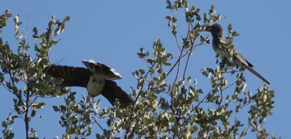 Bradfield's Hornbill - ML639168527