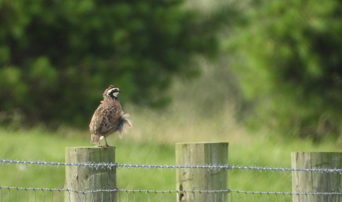 Northern Bobwhite - ML639168806
