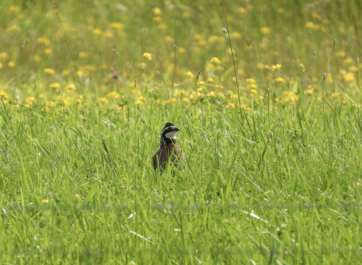 Northern Bobwhite - ML639168807