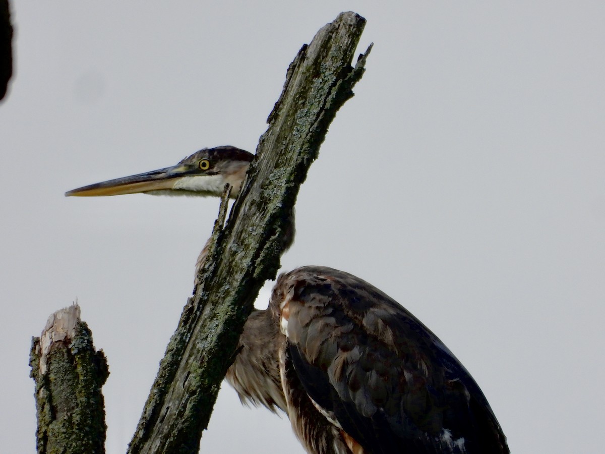 Great Blue Heron - ML639168808