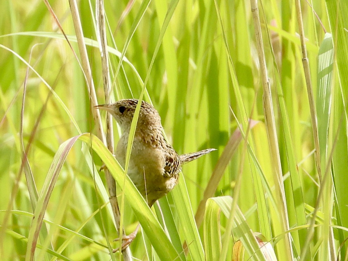 Sedge Wren - ML639168839