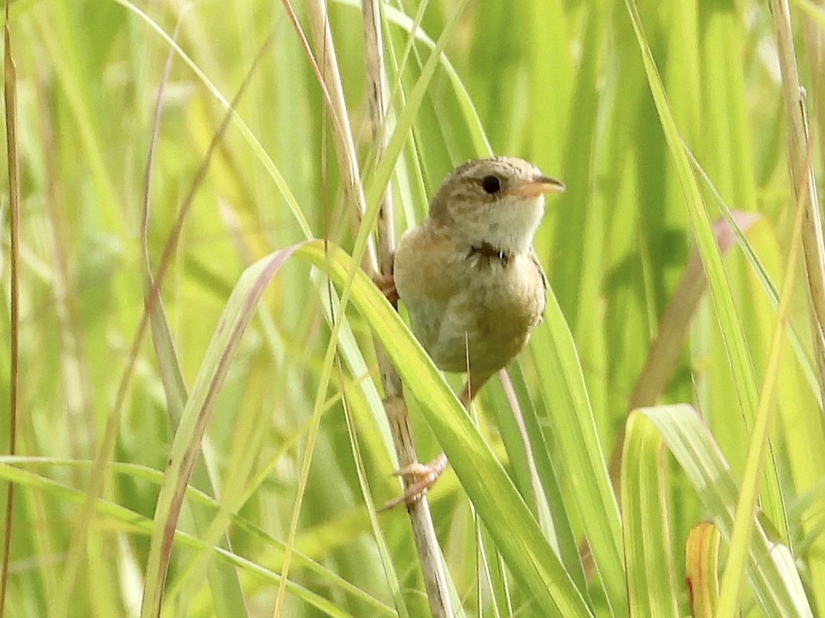 Sedge Wren - ML639168840