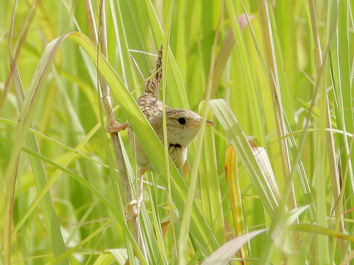 Sedge Wren - ML639168841