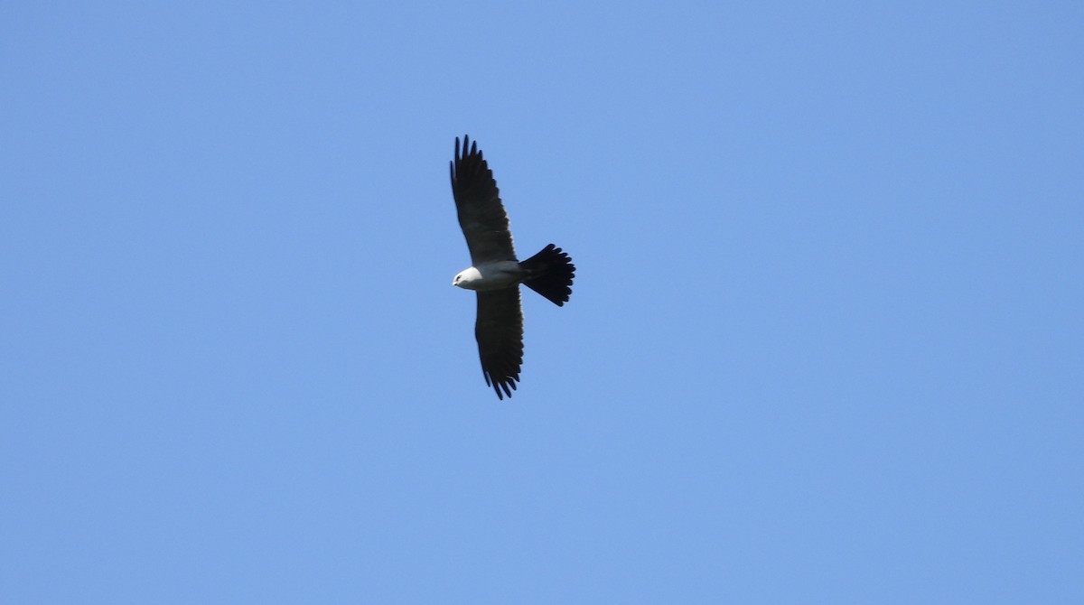 Mississippi Kite - ML639168856