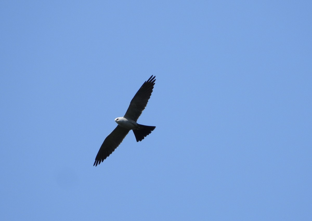 Mississippi Kite - ML639168857