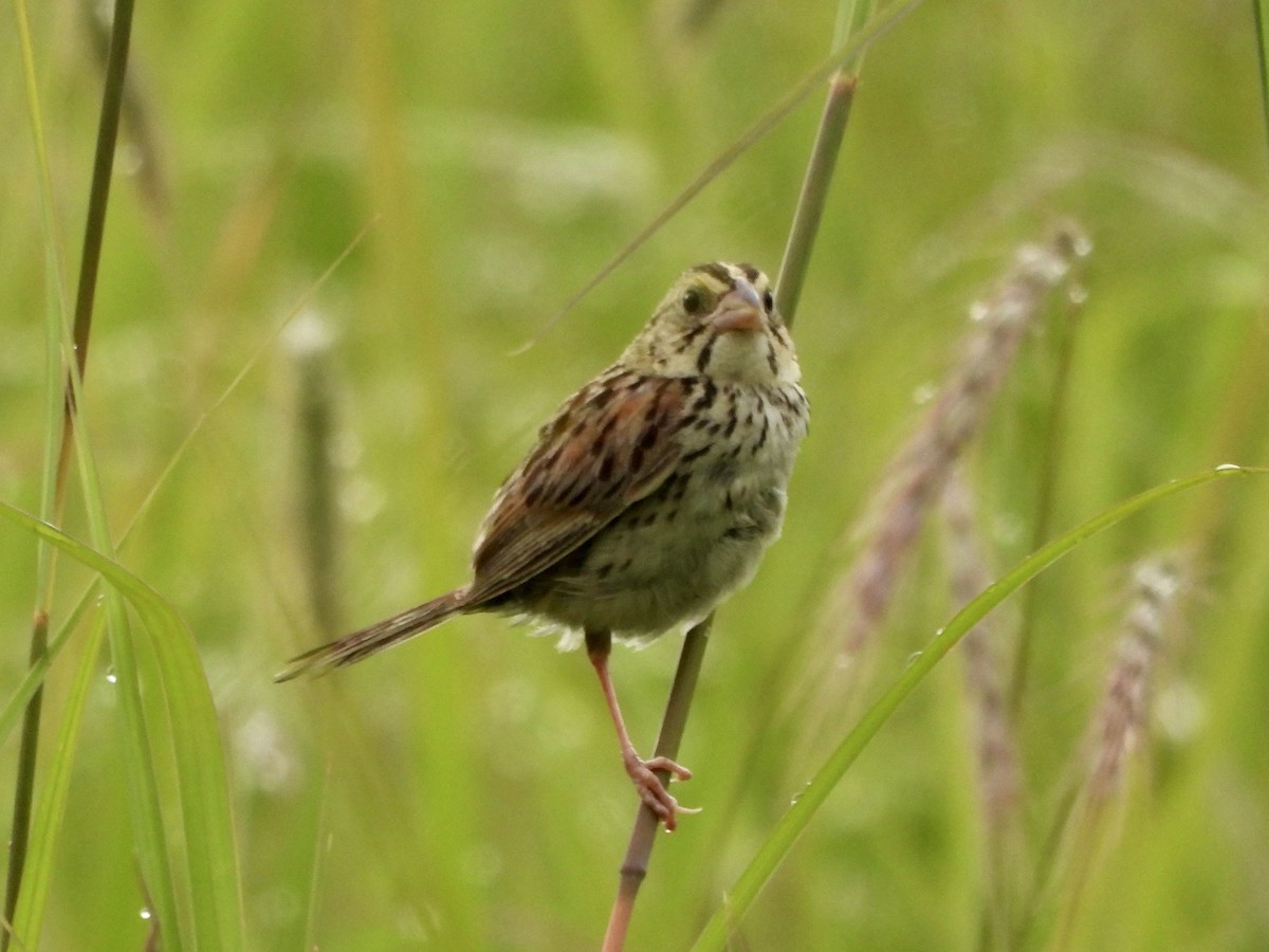 Henslow's Sparrow - ML639168859