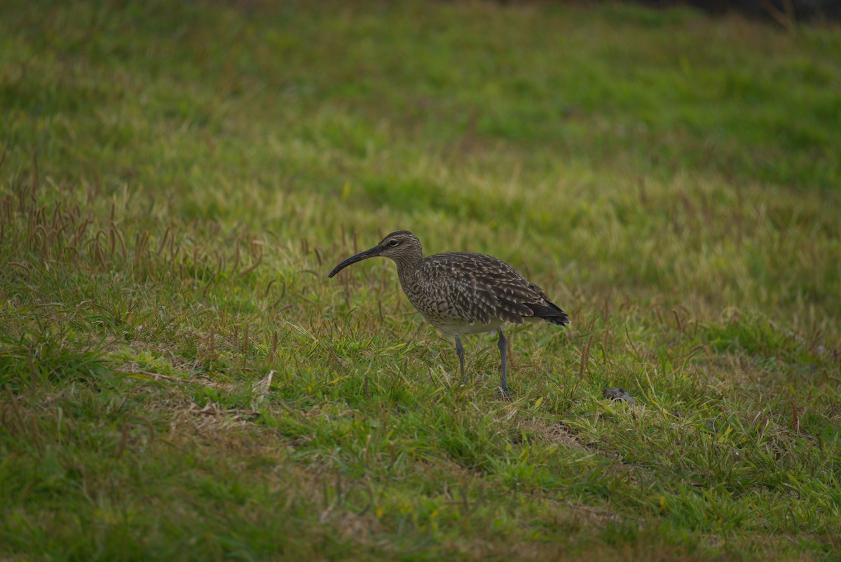 Whimbrel - ML639168880