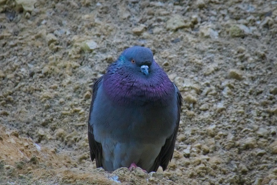 Rock Pigeon (Feral Pigeon) - ML639169041