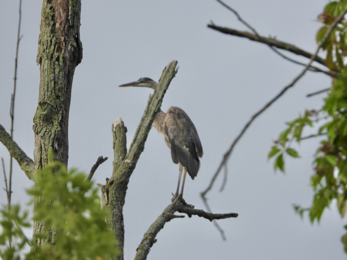 Great Blue Heron - ML639169099