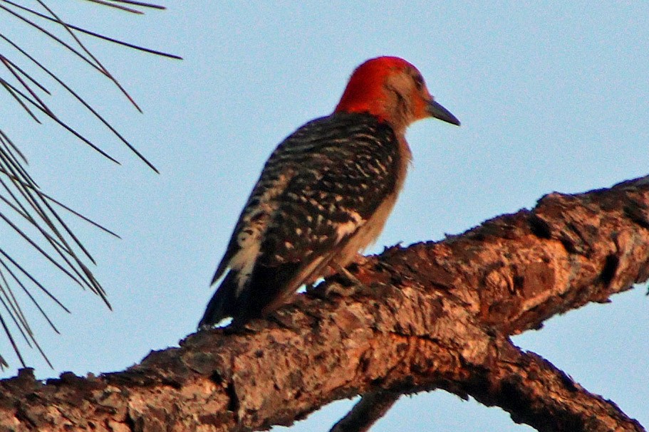 Red-bellied Woodpecker - ML639169140