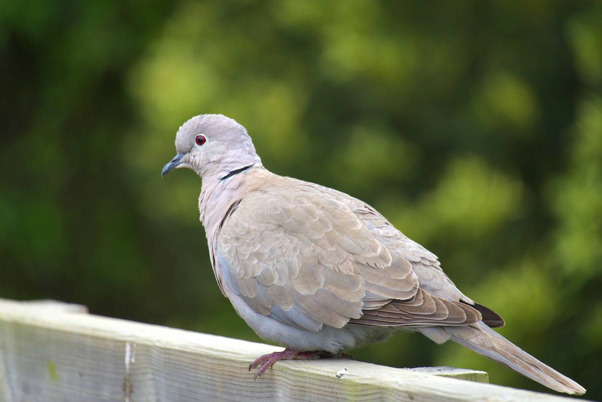 Eurasian Collared-Dove - ML639169144