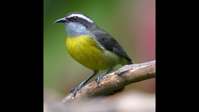 Bananaquit - ML639169222