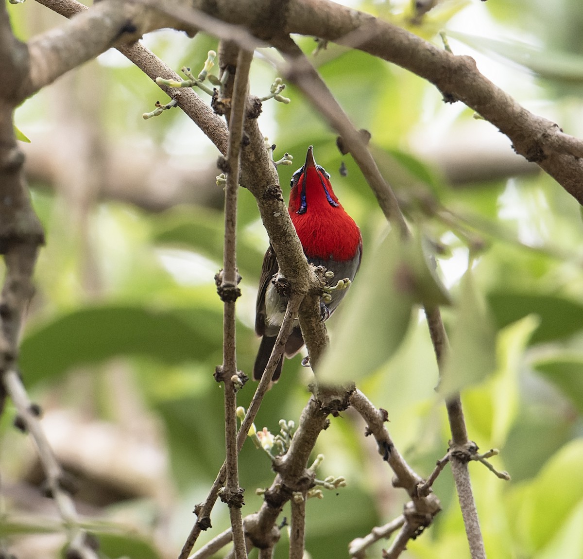Crimson Sunbird (Goulpourah) - ML639169223