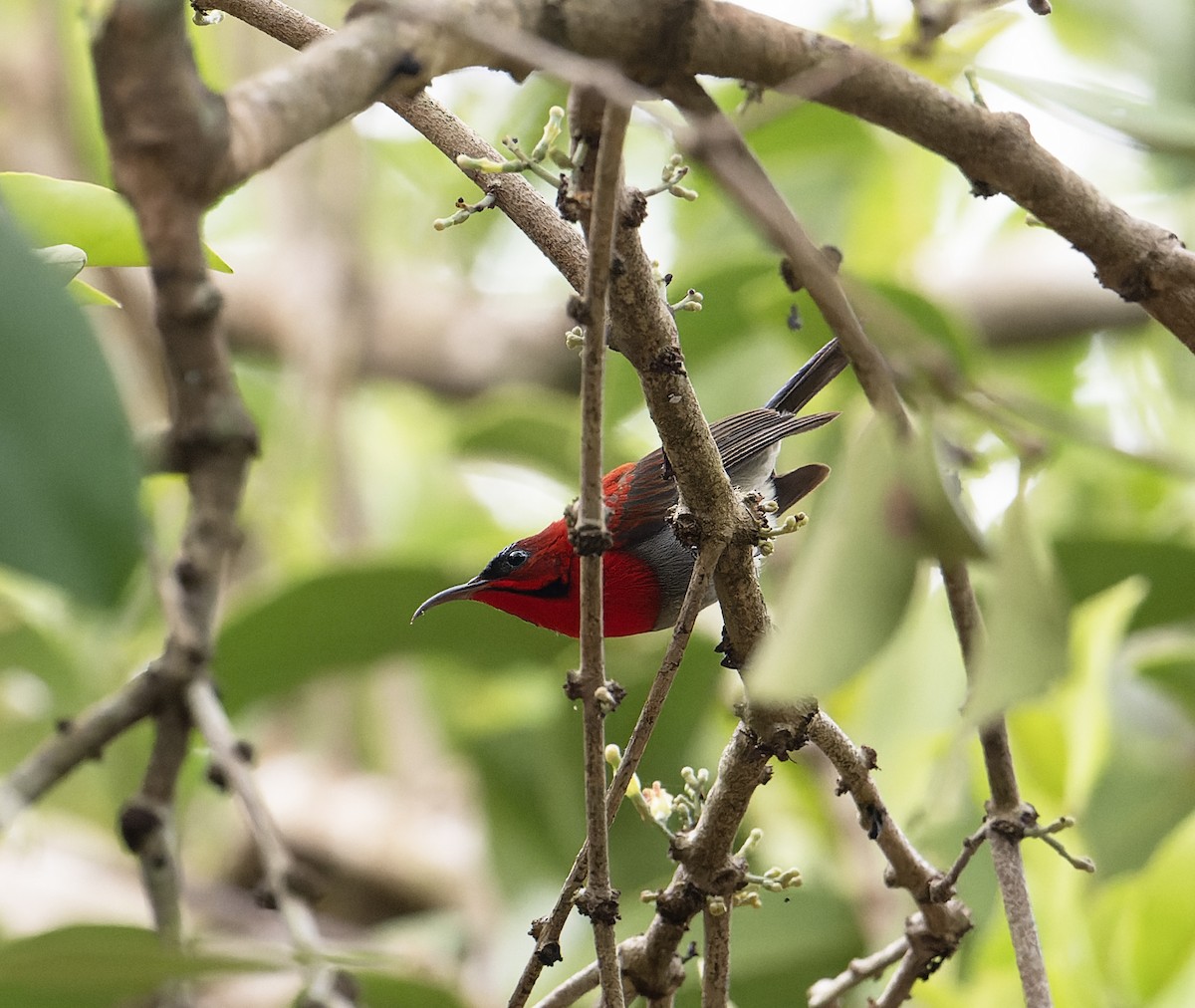 Crimson Sunbird (Goulpourah) - ML639169226