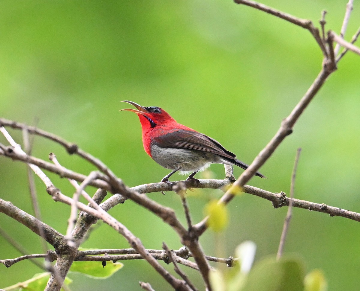 Crimson Sunbird (Goulpourah) - ML639169227