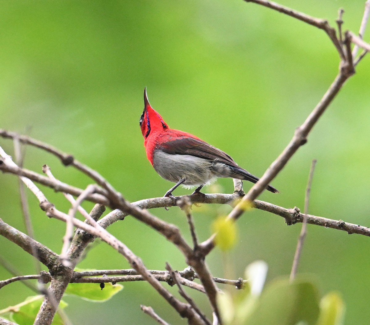 Crimson Sunbird (Goulpourah) - ML639169229