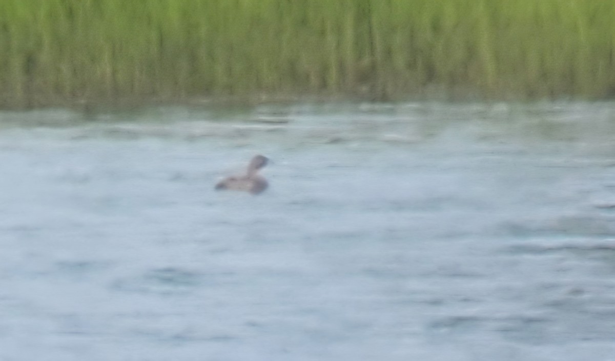 Pied-billed Grebe - ML639169246
