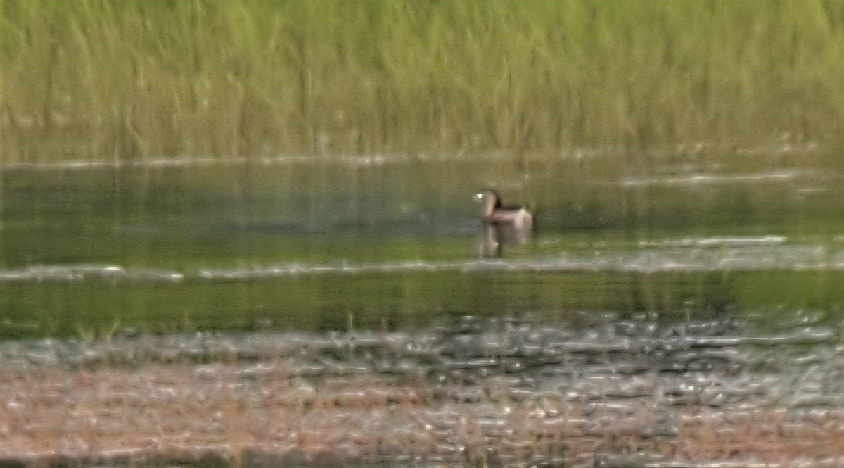 Pied-billed Grebe - ML639169247