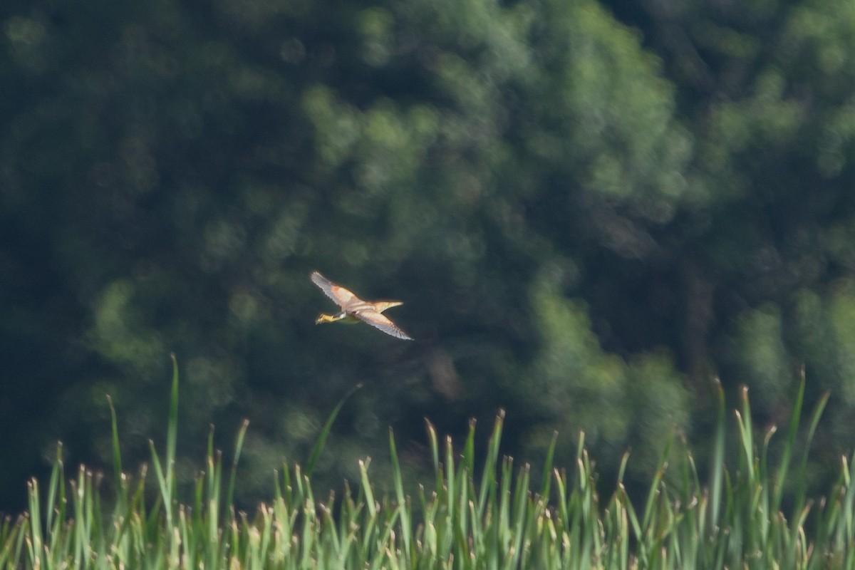 Least Bittern - ML639169251
