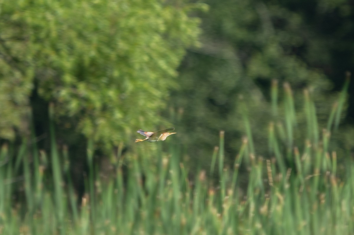 Least Bittern - ML639169252