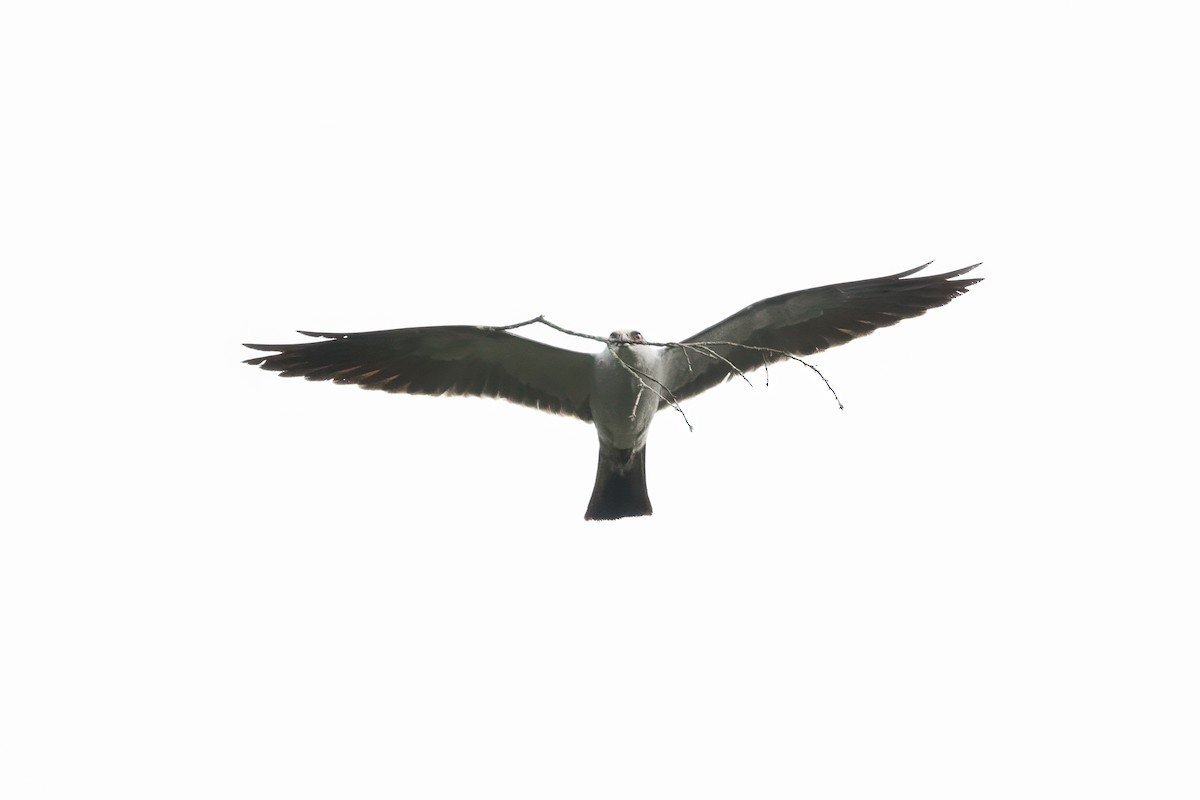 Mississippi Kite - ML639169399