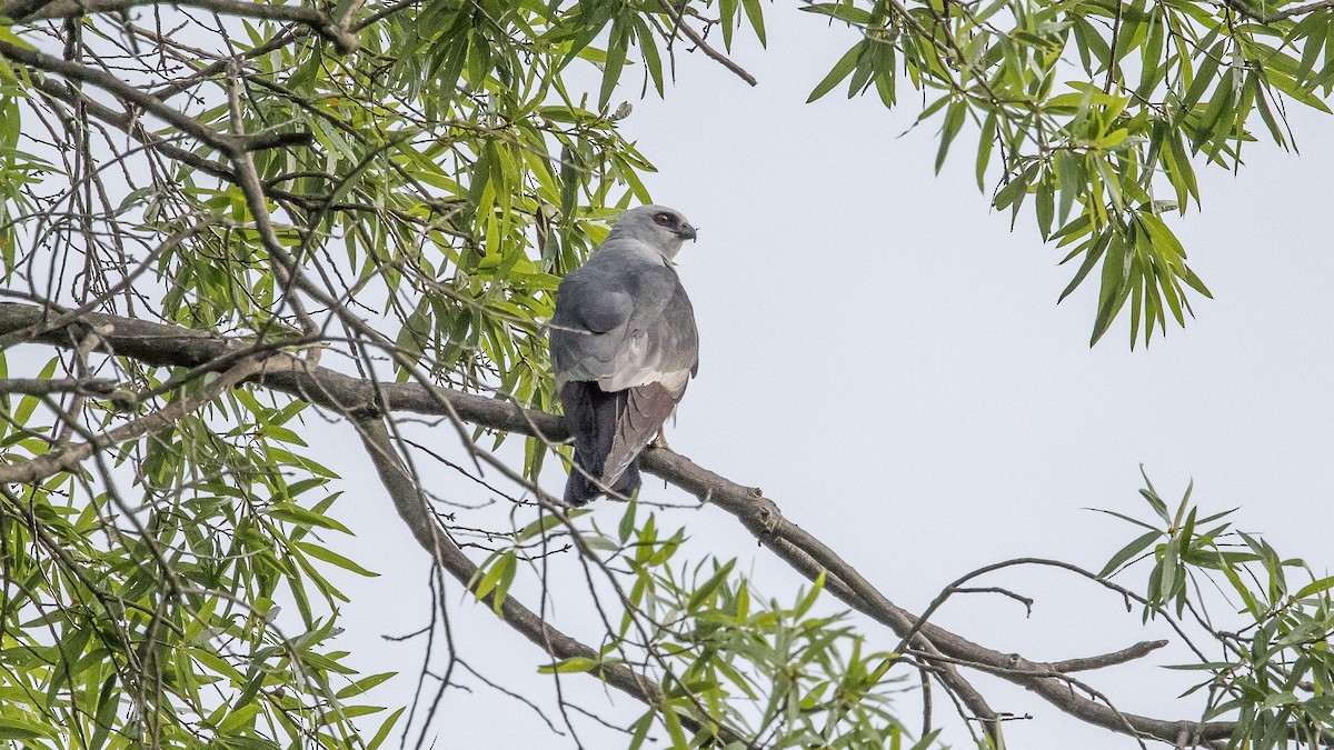 Mississippi Kite - ML639169412