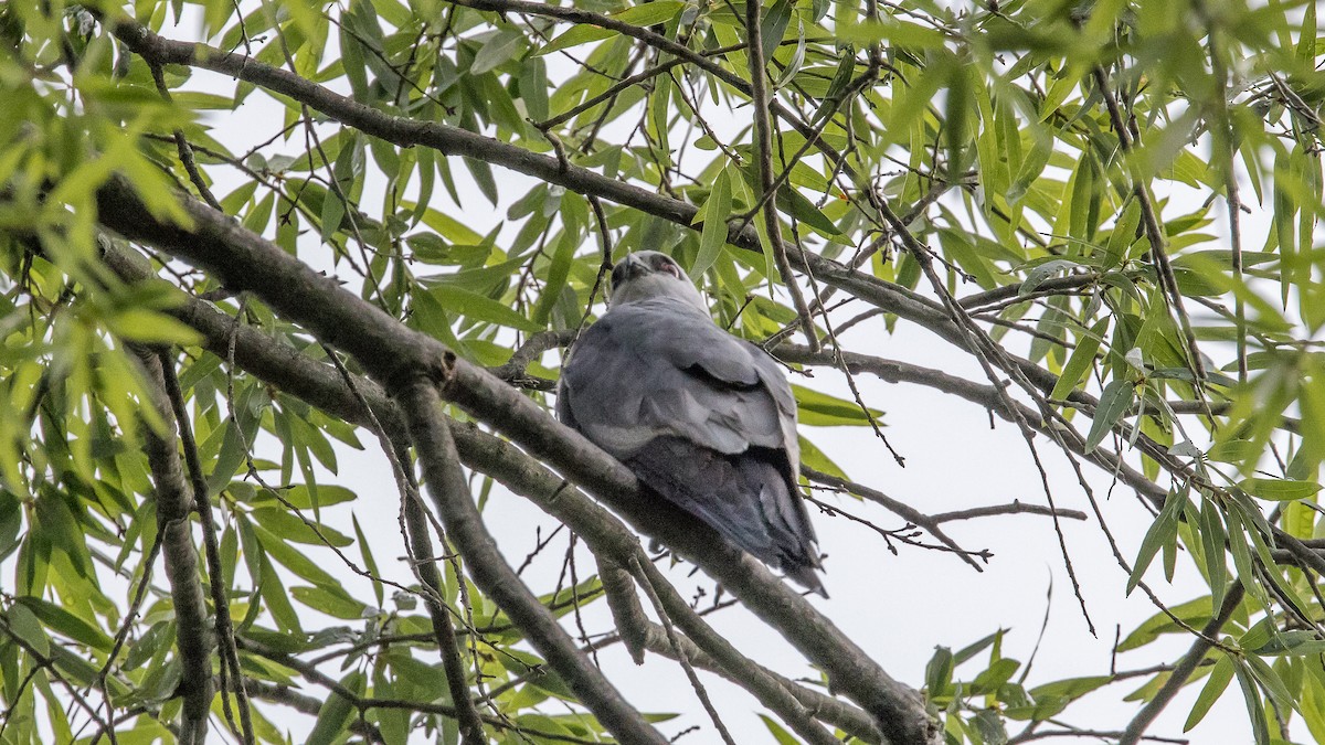 Mississippi Kite - ML639169414