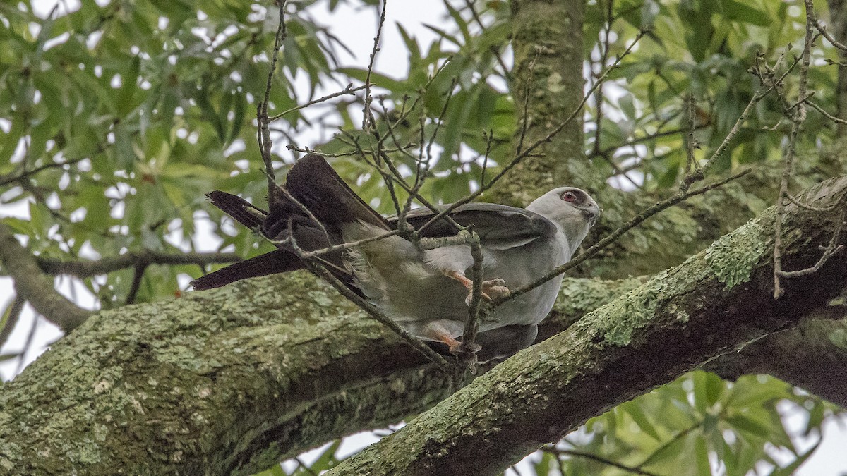 Mississippi Kite - ML639169419