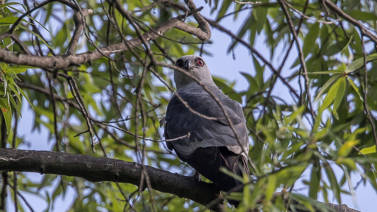 Mississippi Kite - ML639169430