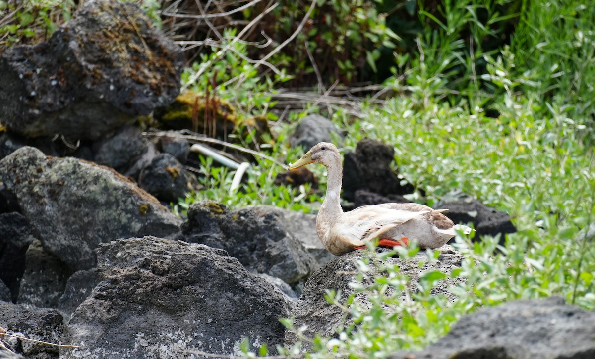 Mallard (Domestic type) - ML639169668