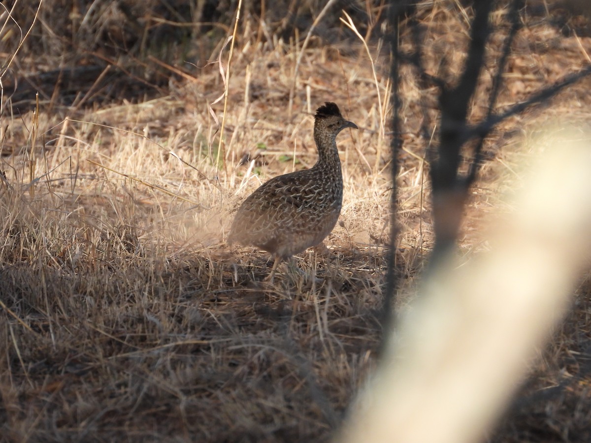 Brushland Tinamou - ML639169731