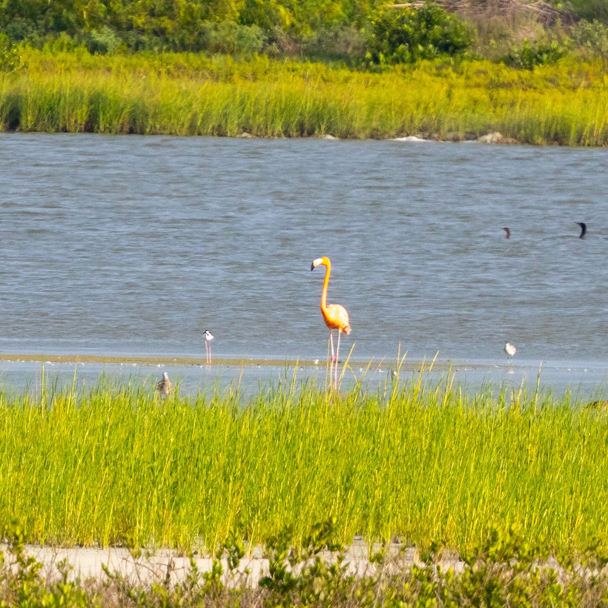 American Flamingo - ML639169798