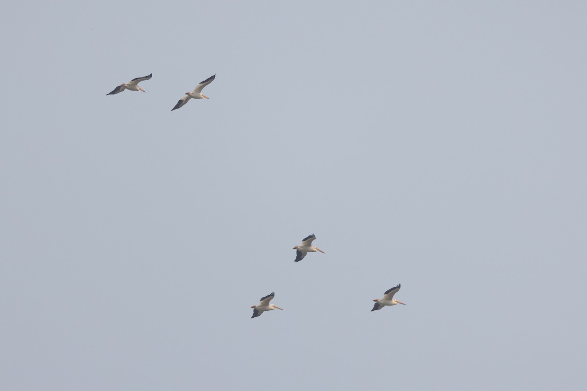 American White Pelican - ML639169815