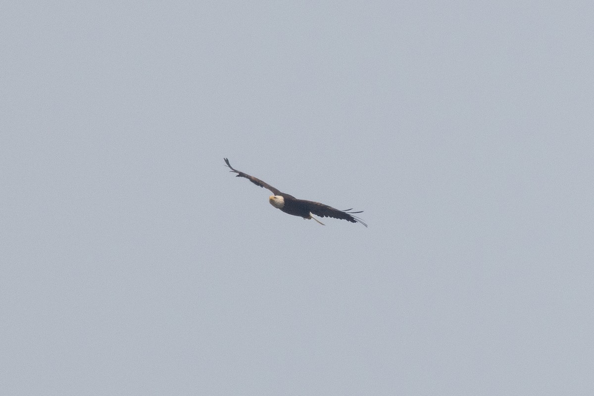 Bald Eagle - ML639169821