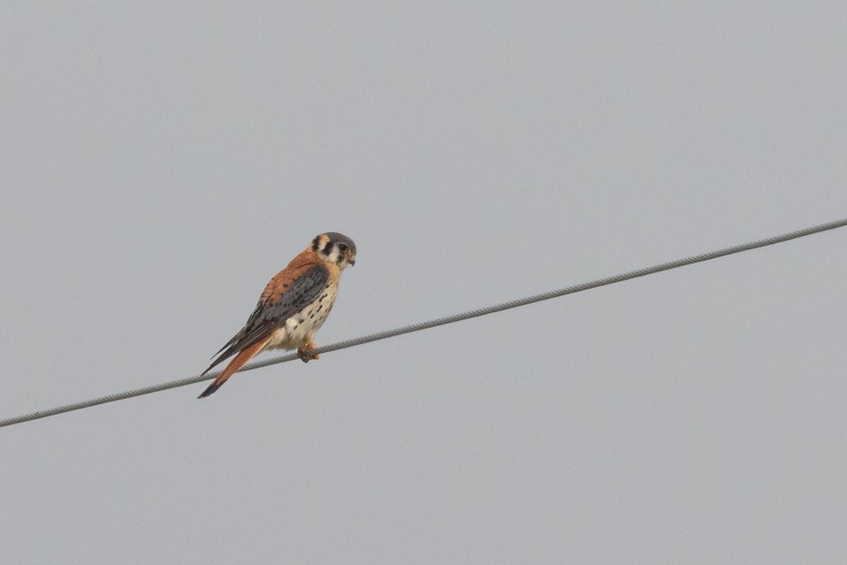 American Kestrel - ML639169881