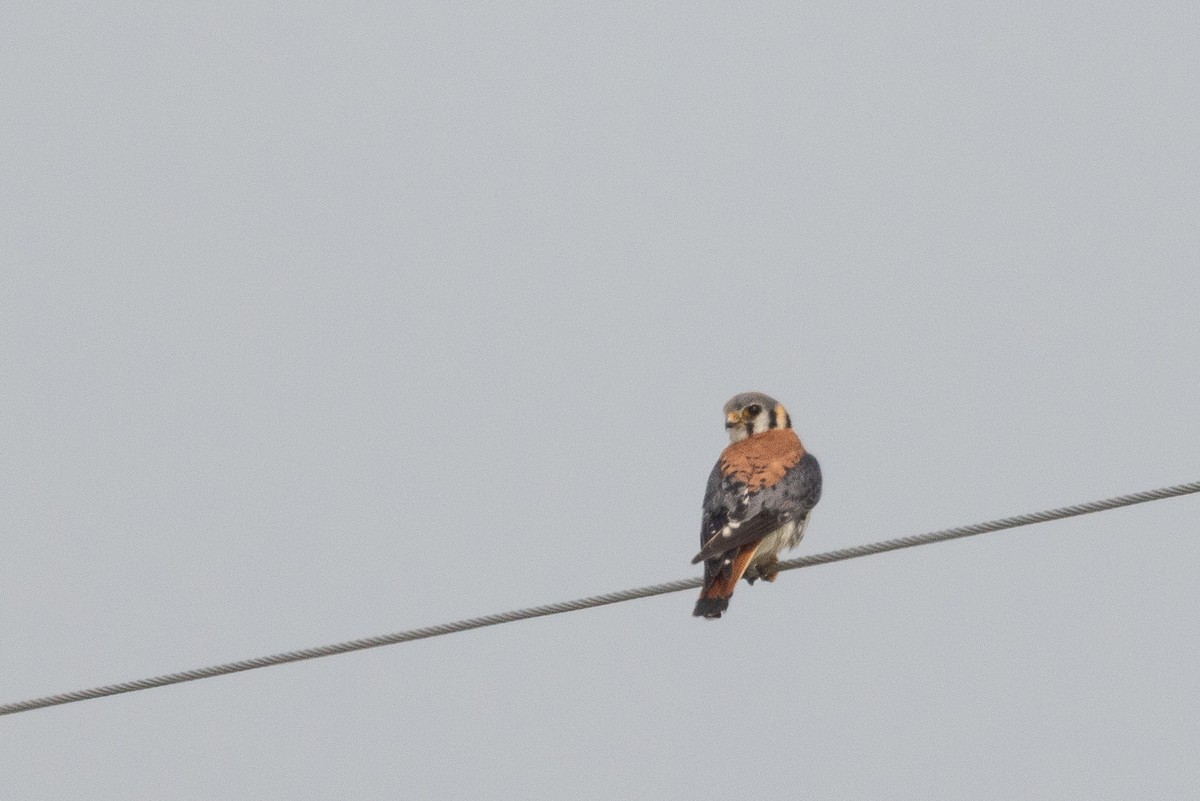 American Kestrel - ML639169882