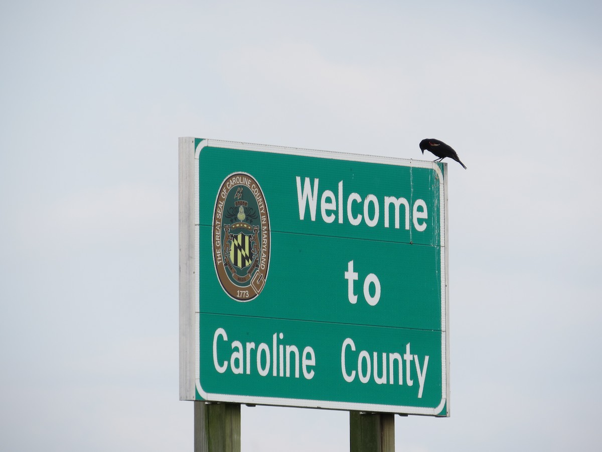 Red-winged Blackbird - ML639169919