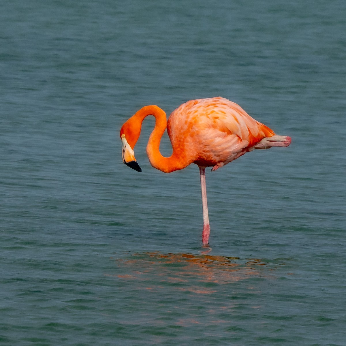 American Flamingo - ML639169921