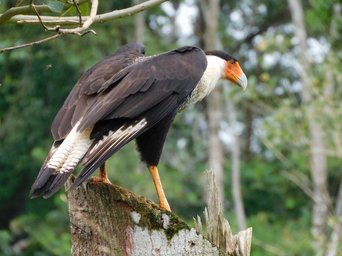 Crested Caracara - ML639170052