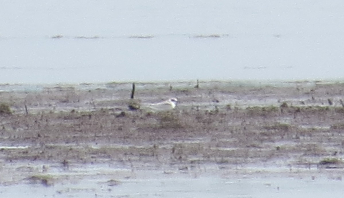 Least Tern - ML639170072