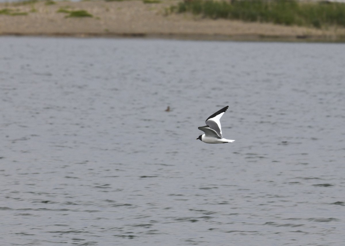 クビワカモメ - ML639170153