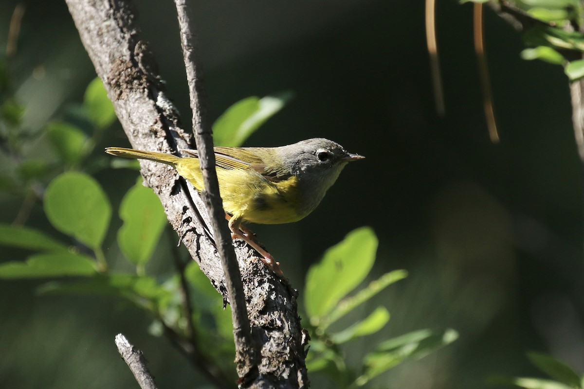 MacGillivray's Warbler - ML639170154