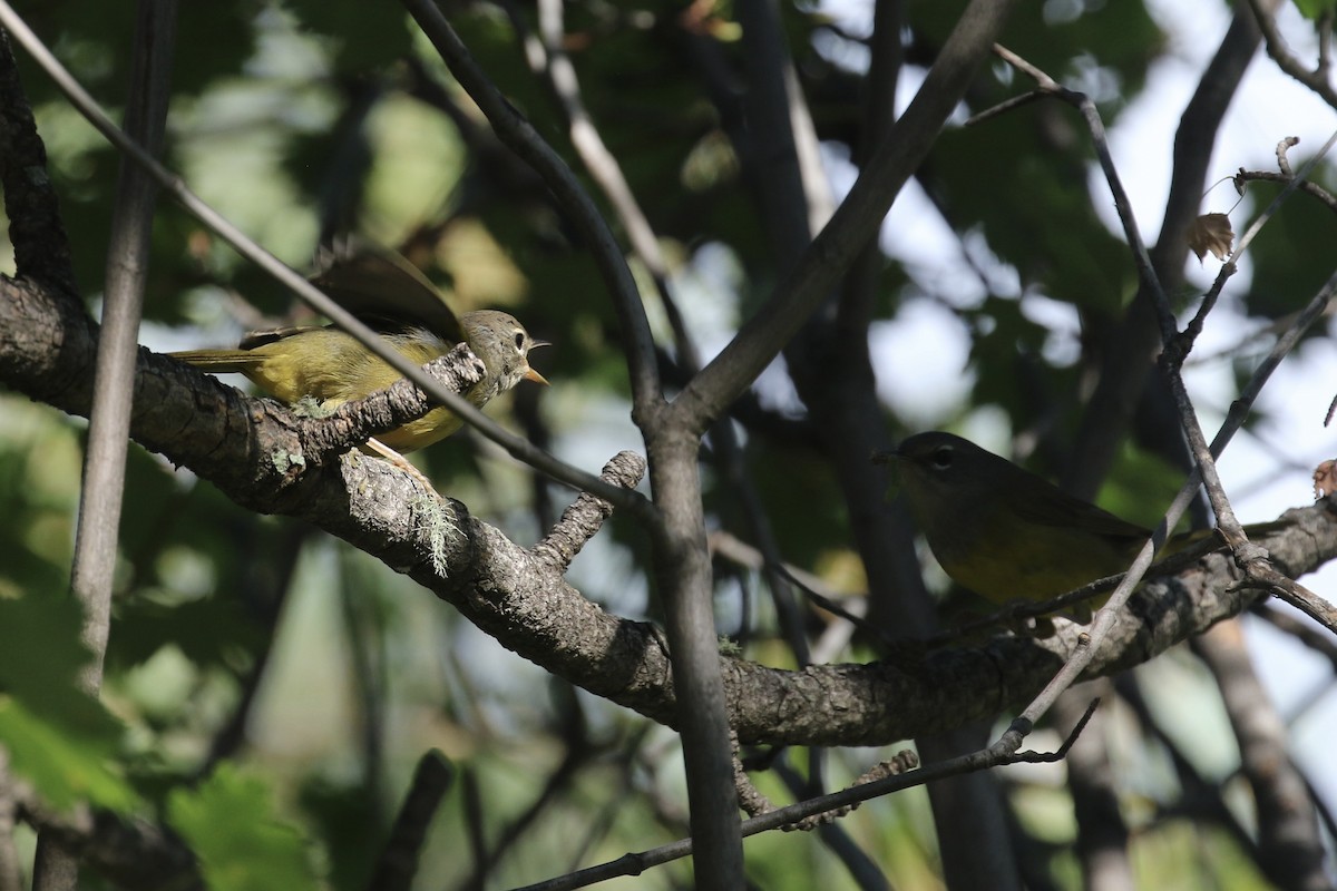 MacGillivray's Warbler - ML639170162