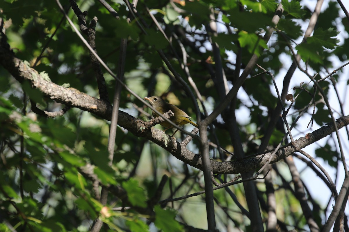 MacGillivray's Warbler - ML639170171
