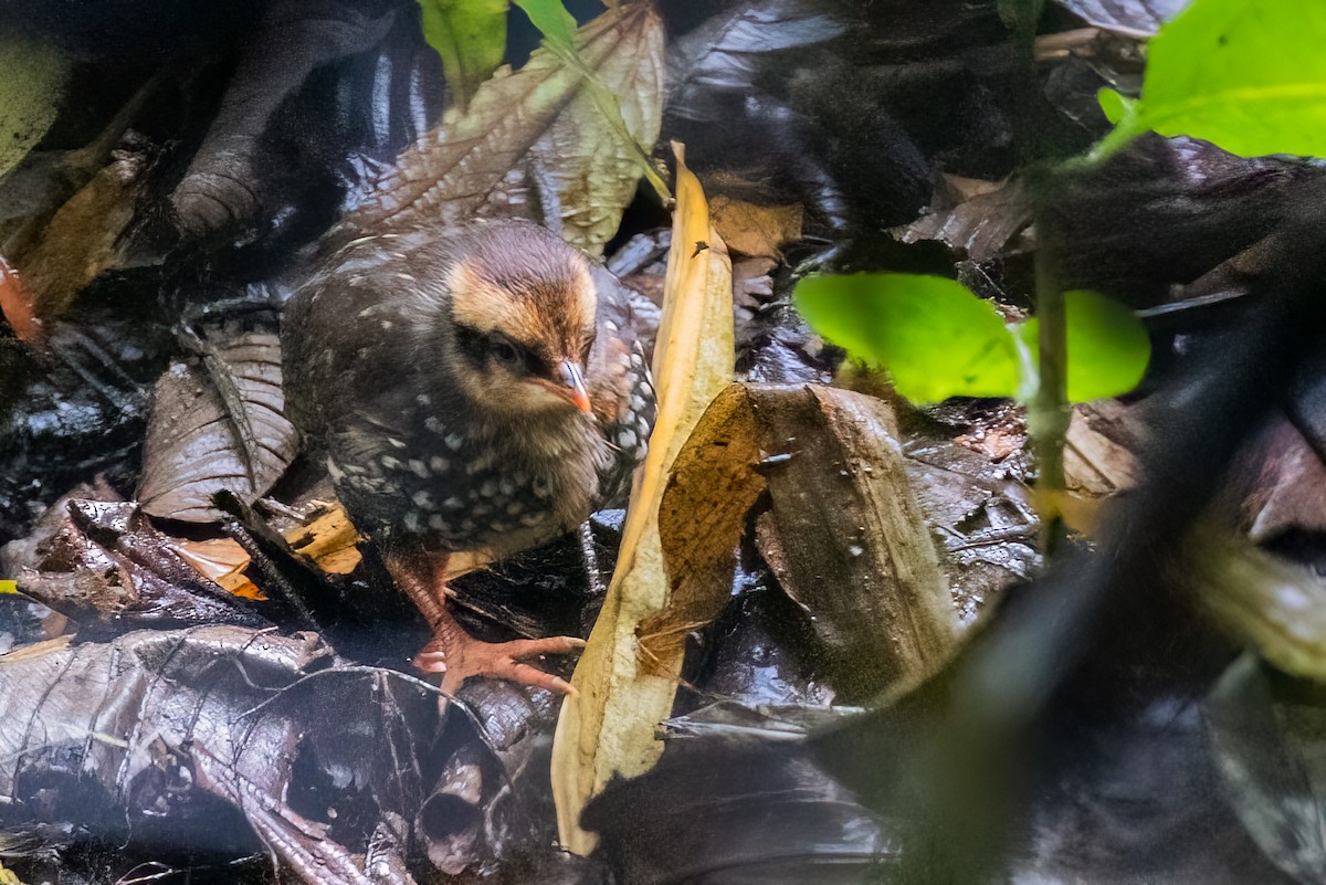 Chestnut-breasted Partridge - ML639170189