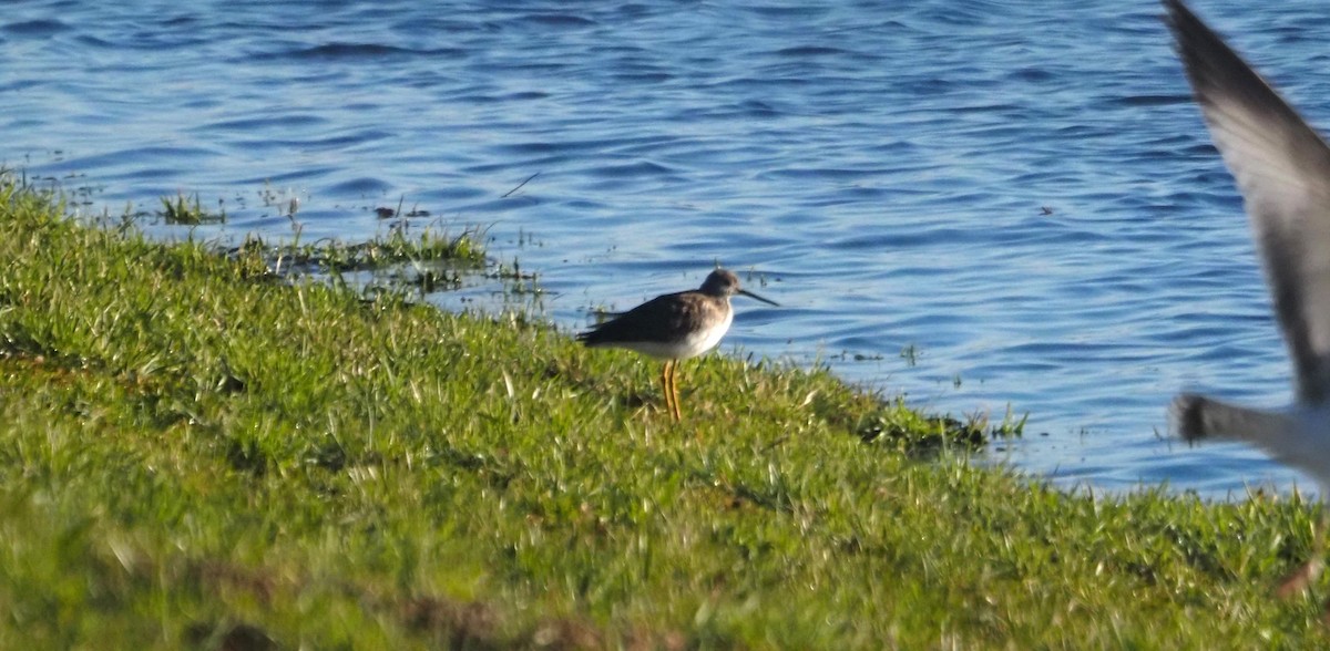 Greater Yellowlegs - ML639170190